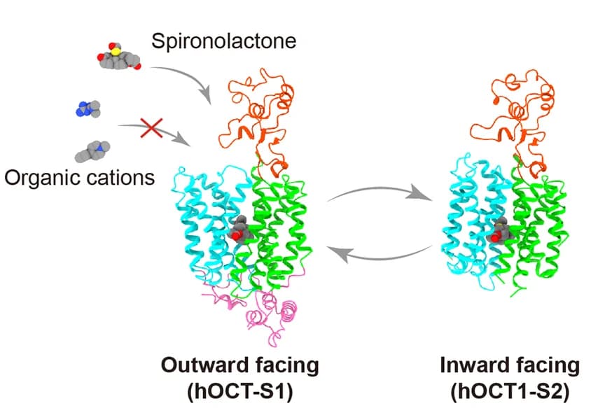 Open access visualization of Protein Structure, hOCT1, Spironolactone, Complex, Outward Facing
