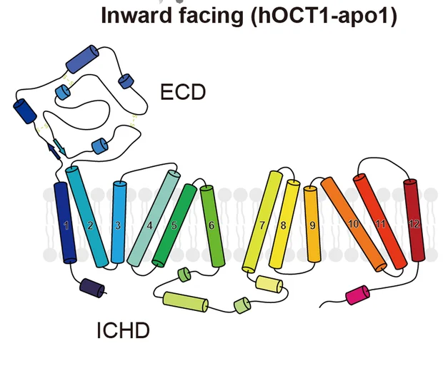 Open access visualization of Illustration, Chemical Structure, Topology Diagram, hOCT1, Cryo-EM