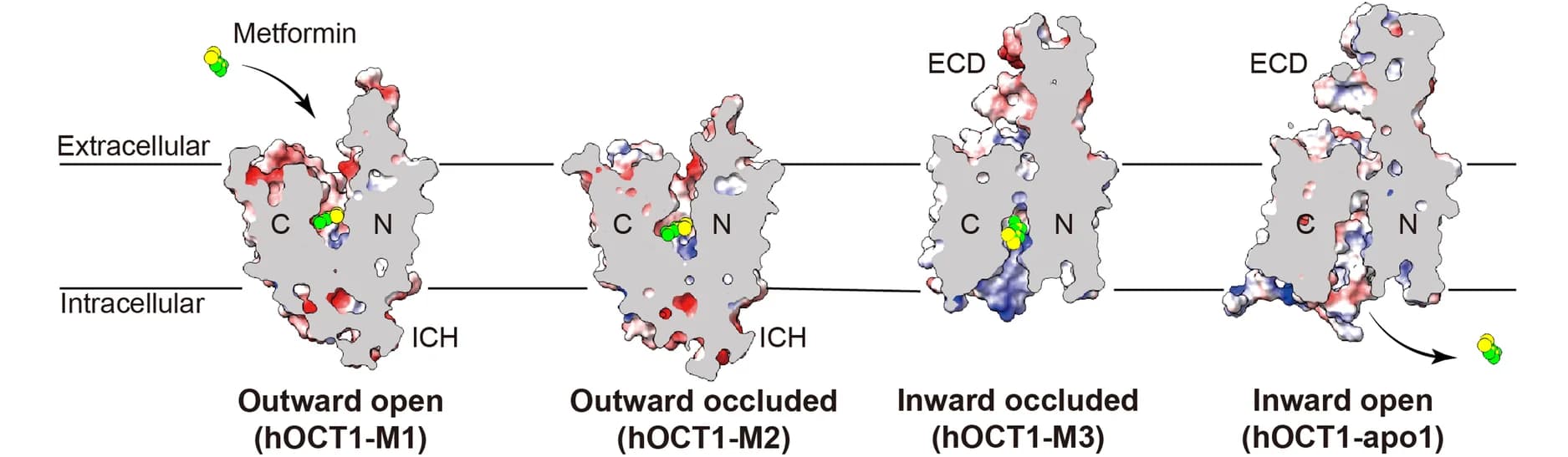 Open access visualization of Protein Structure, hOCT1, Conformations, Metformin, Electrostatic Potential