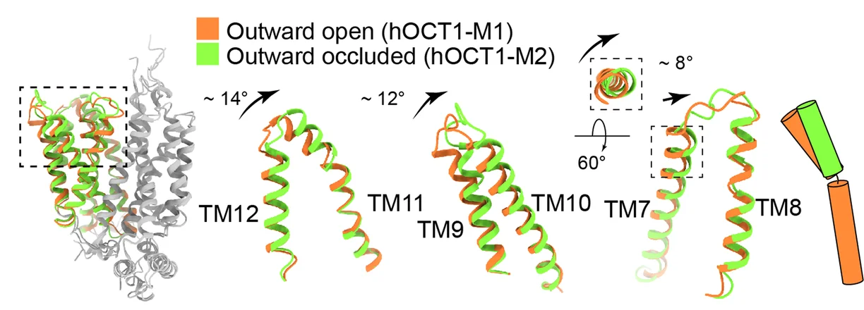 Open access visualization of Protein Structure, hOCT1, Conformations, Transmembrane Helices, CTD