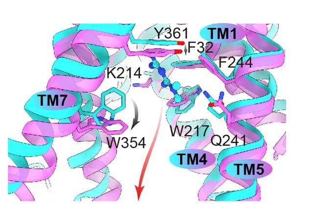 Open access visualization of Protein Structure, Chemical Structure, Metformin, Binding Pockets, hOCT1