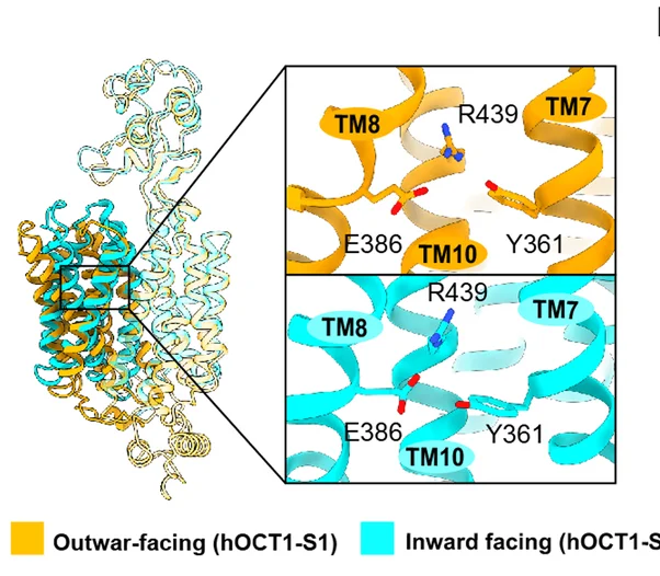 Open access visualization of Protein Structure, 3D Plot, hOCT1, Outward Facing, Inward Facing
