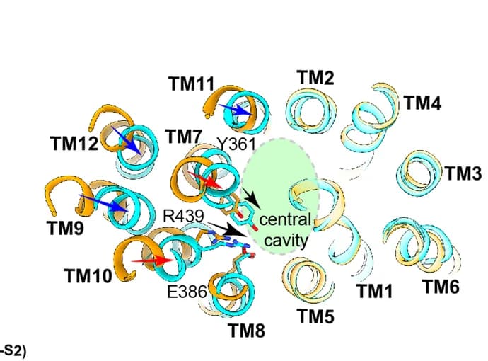 Open access visualization of Protein Structure, Chemical Structure, hOCT1, Outward Facing, Inward Facing