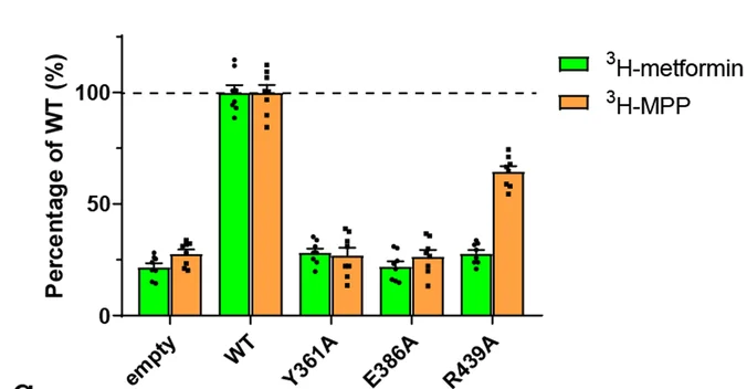 Open access visualization of Bar Plot, Error Bars, Clustered, YER Motif, Metformin