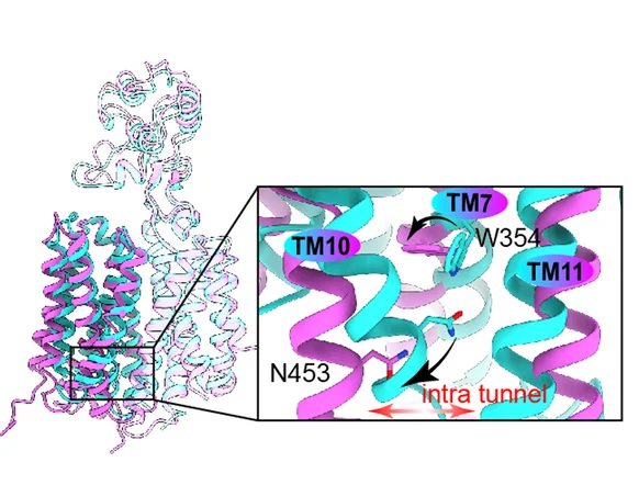 Open access visualization of Protein Structure, Chemical Structure, W354, N453, hOCT1
