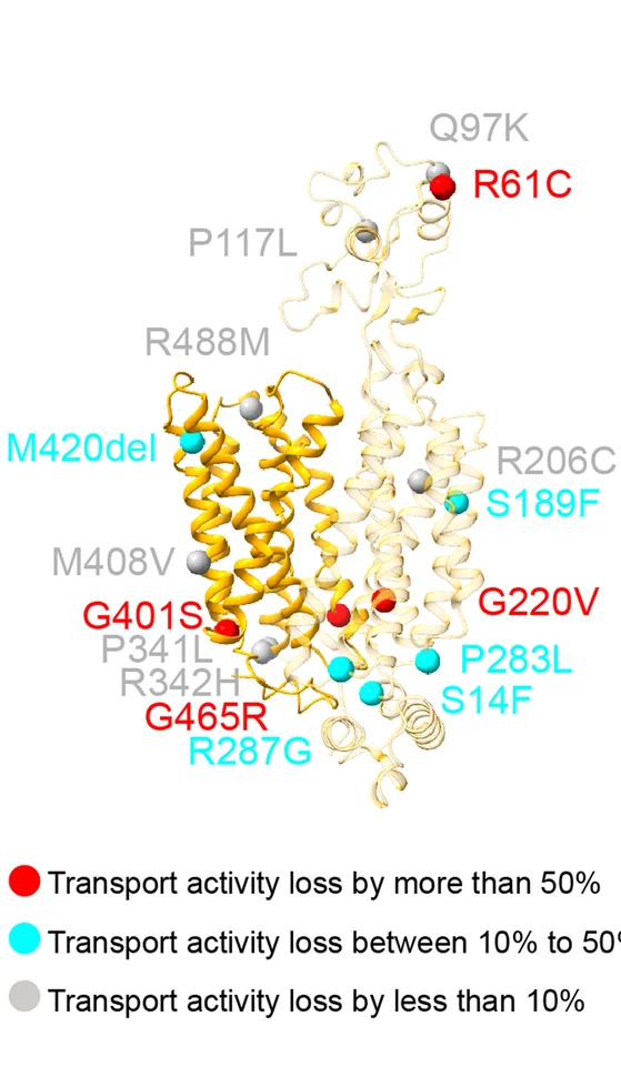 Open access visualization of Protein Structure, Genetic Polymorphisms, hOCT1, Mutations, Transport Activity