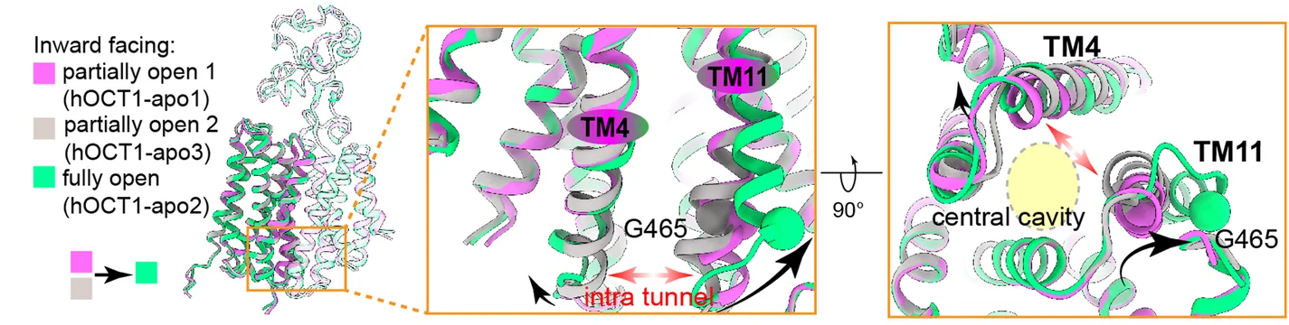 Open access visualization of Protein Structure, Structural Comparison, hOCT1, Conformations, TM11