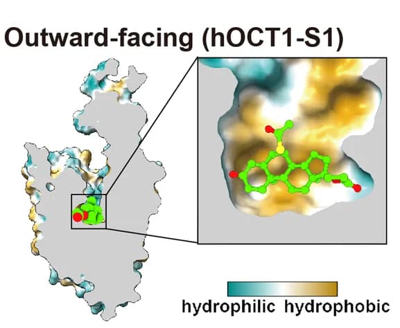 Open access visualization of Protein Structure, Chemical Structure, Spironolactone, hOCT1, Outward Facing