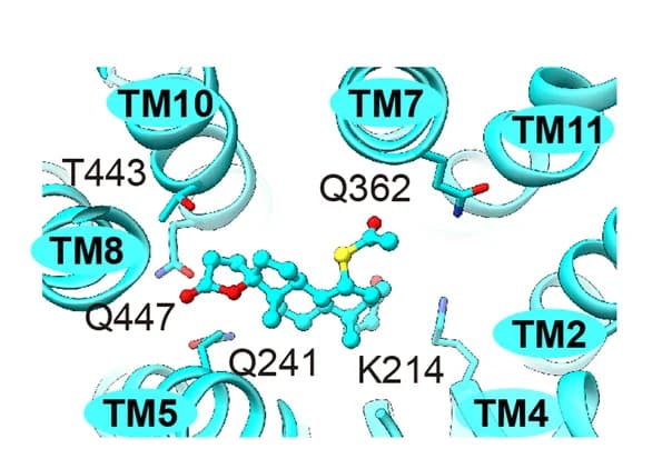 Open access visualization of Protein Structure, Chemical Structure, Spironolactone, hOCT1, Inward Facing