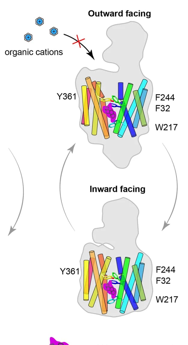 Open access visualization of Workflow, Illustration, hOCT1, Steroid Hormones, Inhibition