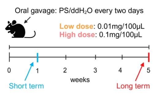 Open access visualization of Workflow, Illustration, Mouse Model, Treatment