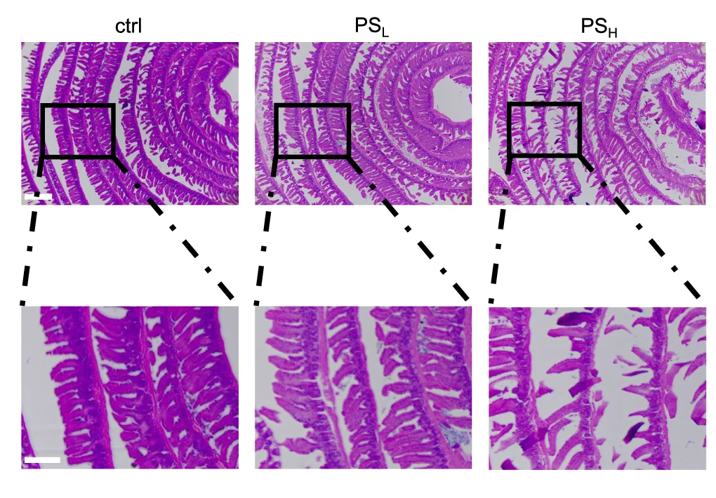 Open access visualization of Microscopy, Small Intestine, Hematoxylin-Eosin Staining, H&E Staining