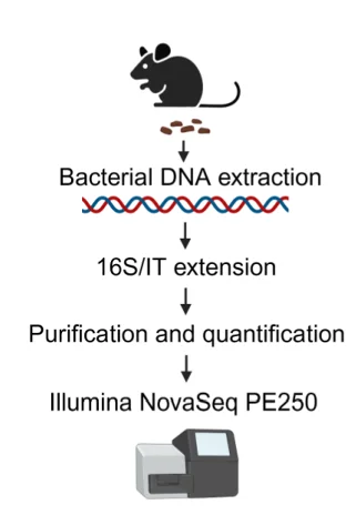 Open access visualization of Workflow, Flowchart, Illustration, 16s rDNA Sequencing, Experimental Schema