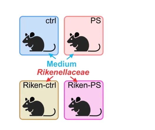 Open access visualization of Workflow, Flowchart, Illustration, Rikenellaceae, Treatment