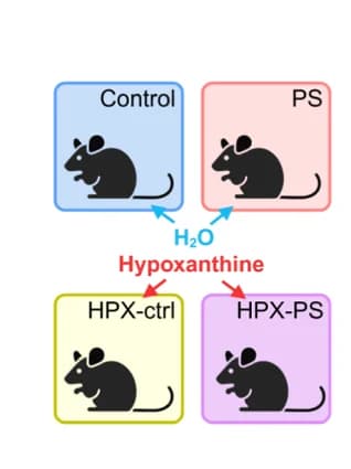 Open access visualization of Workflow, Flowchart, Illustration, Hypoxanthine, Metabolite Treatment