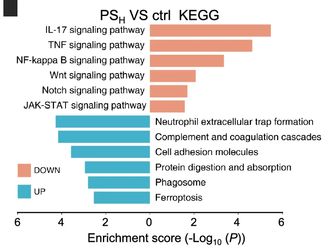 Open access visualization of Bar Plot, KEGG Analysis, Signaling Pathways, Upregulated, Downregulated