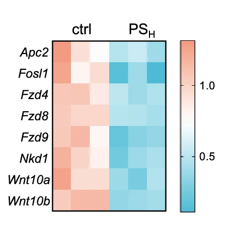 Open access visualization of Heatmap, Gene Expression, Wnt Signaling Pathway