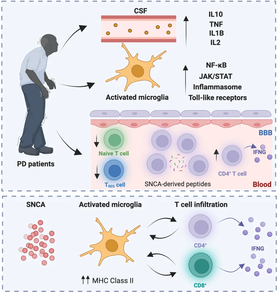 Open access visualization of Workflow, Illustration, Parkinson’s Disease, Synuclein Alpha, Microglial Activation