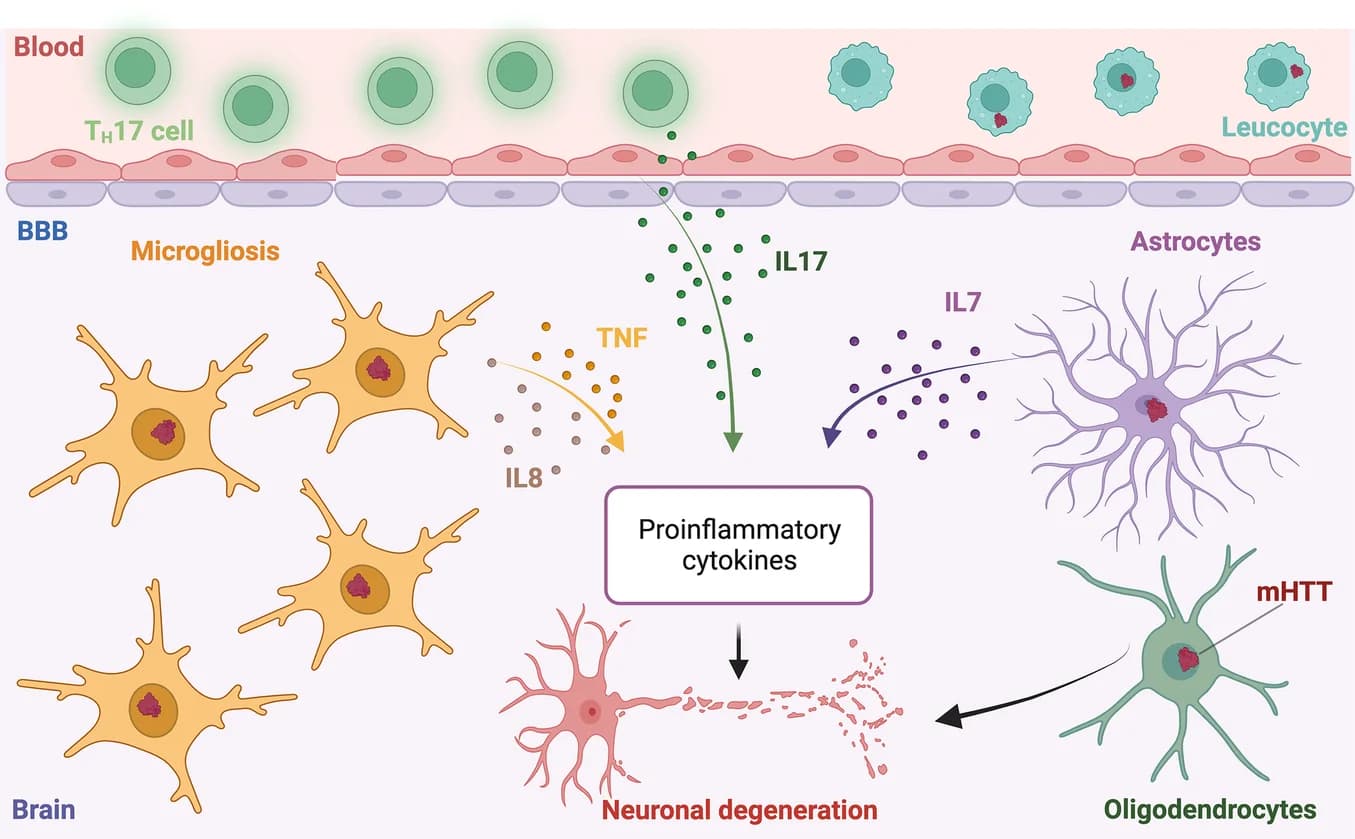 Open access visualization of Workflow, Illustration, Huntingtin, Huntington Disease, Microglial Cells