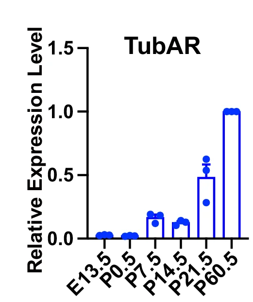 Open access visualization of Bar Plot, Scatter Plot, TubAR, Expression Levels, Developmental Stages