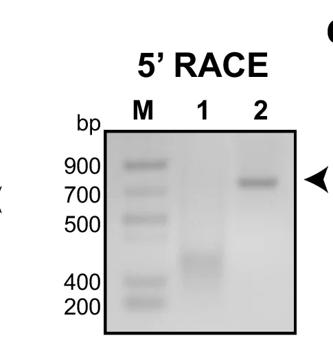 Open access visualization of Gel, 5' RACE, TubAR, Murine Cerebellum