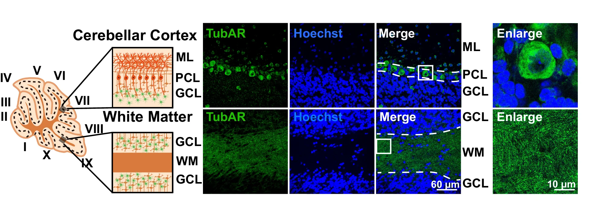 Open access visualization of Microscopy, Illustration, Schematic Illustration, Microscopic Analytic Region, FISH