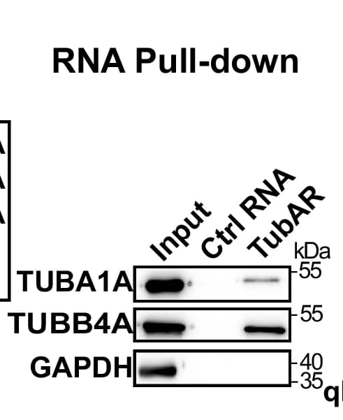 Open access visualization of Gel, RNA Pull-down Assay, TubAR, TUBA1A, TUBB4A