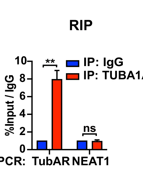 Open access visualization of Bar Plot, Error Bars, Clustered, RIP, Endogenous TUBA1A