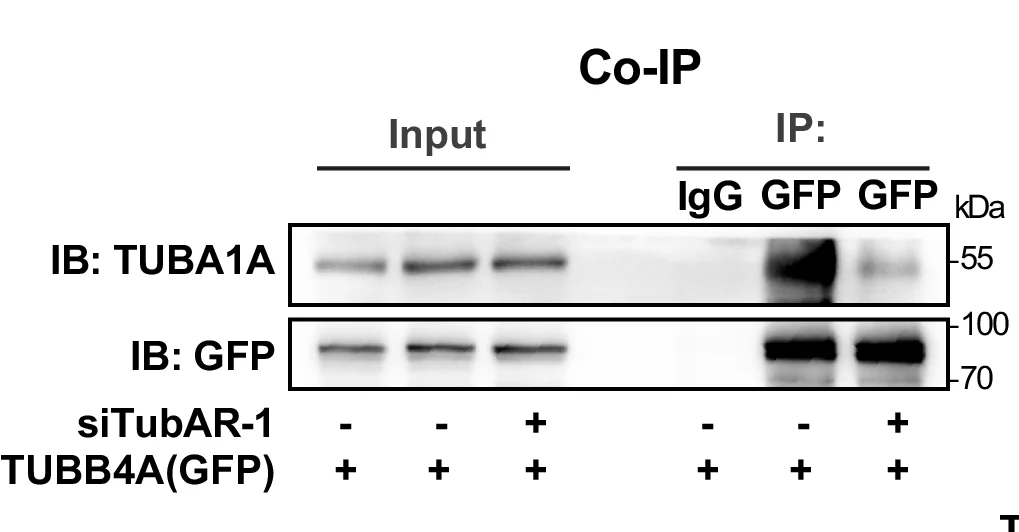 Open access visualization of Gel, Co-IP, TUBB4A, TUBA1A, Neuro-2a Cells