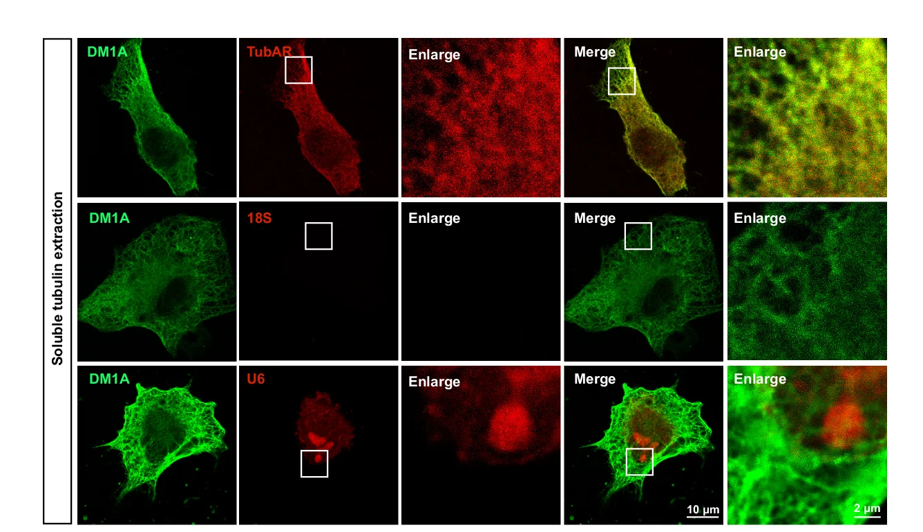 Open access visualization of Microscopy, Immuno-FISH, TubAR, 18S, U6
