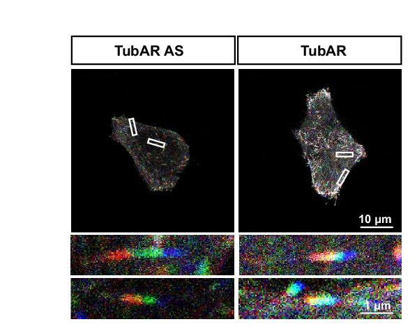 Open access visualization of Microscopy, Live Imaging, EB3 Comet, HeLa Cells, TubAR
