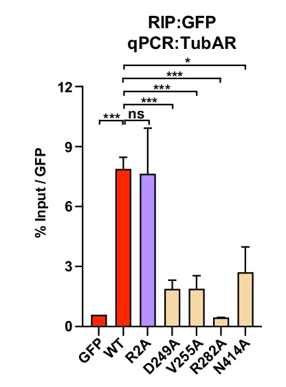 Open access visualization of Bar Plot, Error Bars, RIP Assays, TubAR, TUBB4A