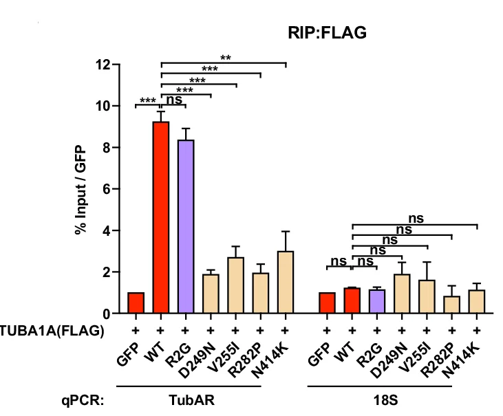 Open access visualization of Bar Plot, Error Bars, RIP Assays, TubAR, TUBA1A