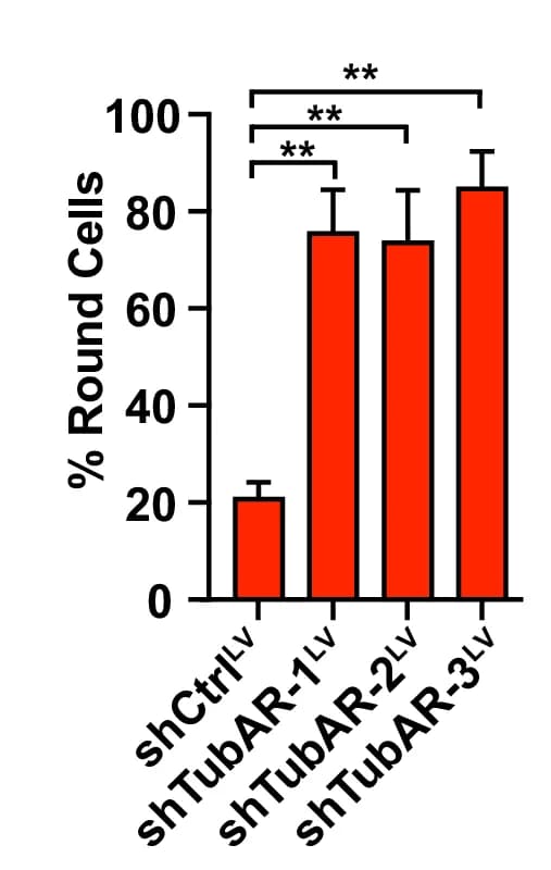 Open access visualization of Bar Plot, Error Bars, Quantification, Round Cells