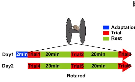 Open access visualization of Workflow, Rotarod, Behavioral Test