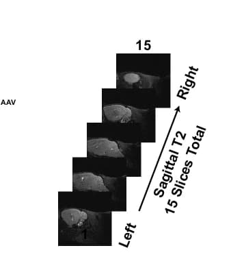 Open access visualization of Microscopy, MRI, Analysis
