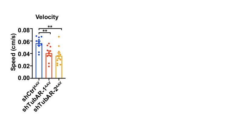 Open access visualization of Bar Plot, Error Bars, Scatter Plot, Open-Field, Velocity