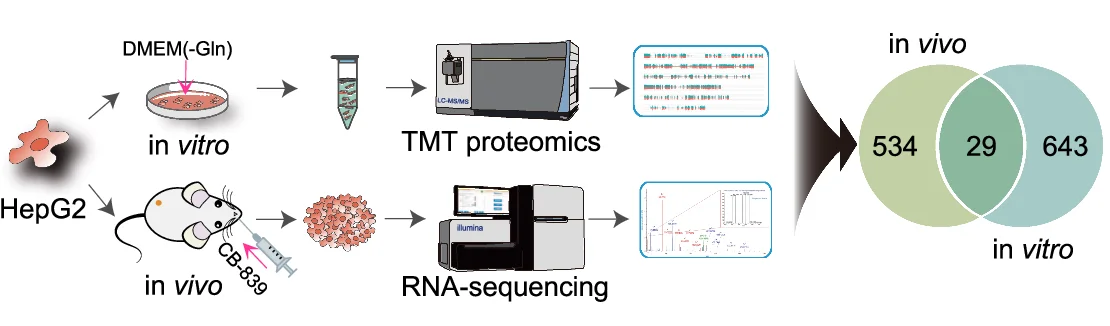 Open access visualization of Workflow, Venn Diagram, In Vivo, In Vitro, Screening Systems