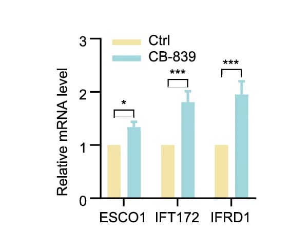Open access visualization of Bar Plot, Error Bars, Clustered, RT-qPCR, ESCO1