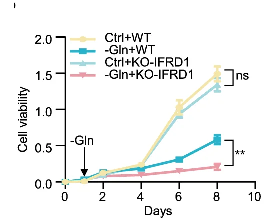 Open access visualization of Line Plot, Error Bars, PI-positive Cells, WT Cells, KO-IFRD1 Cells