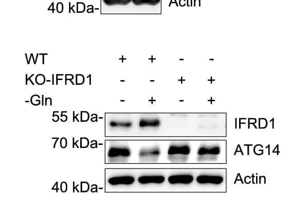 Open access visualization of Gel, Immunoblots, ATG14, Wild-Type, KO-IFRD1