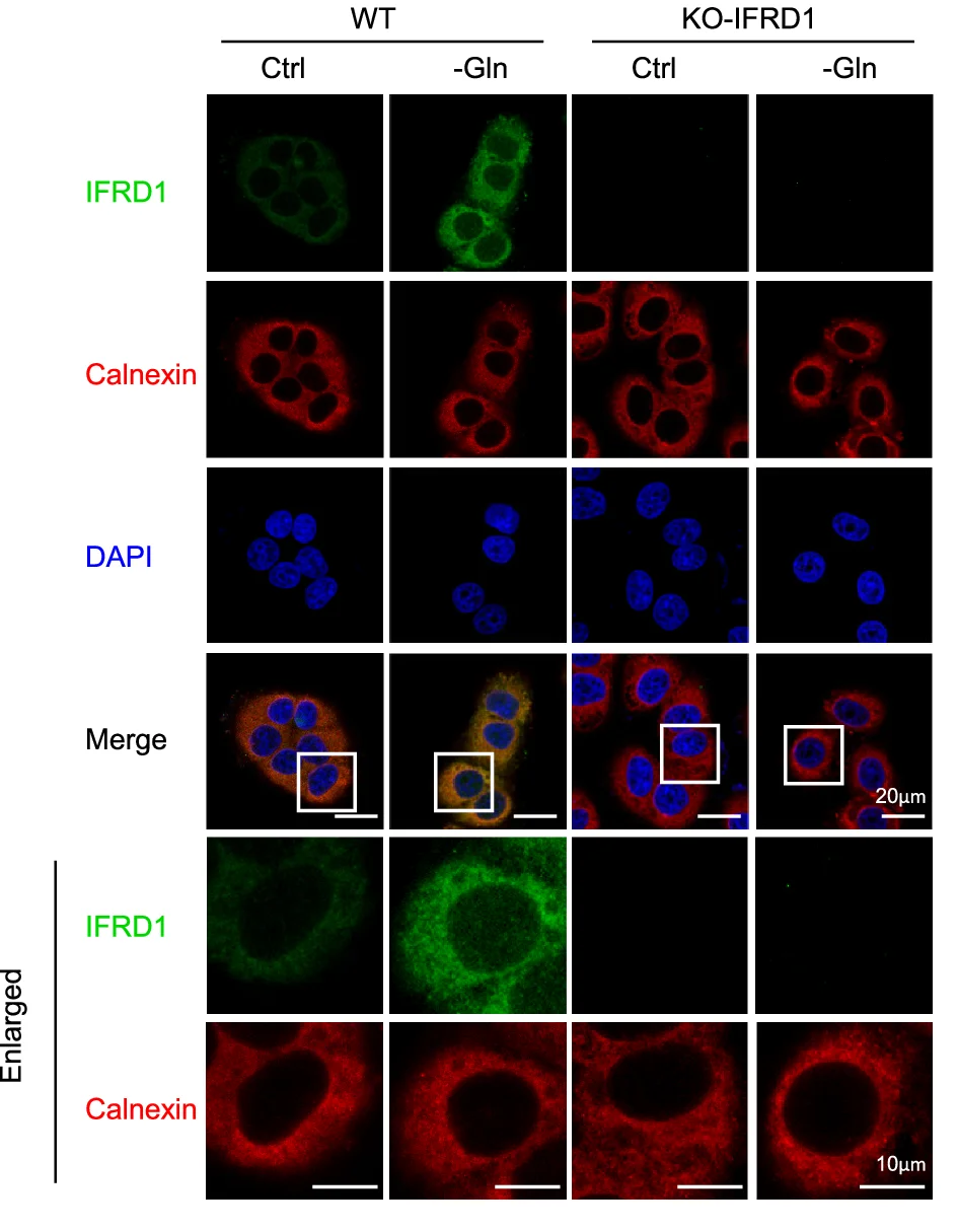 Open access visualization of Microscopy, Confocal Images, IFRD1, Wild-Type, KO-IFRD1