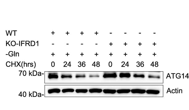 Open access visualization of Gel, Co-IP, IFRD1, ATG14, HepG2 Cells