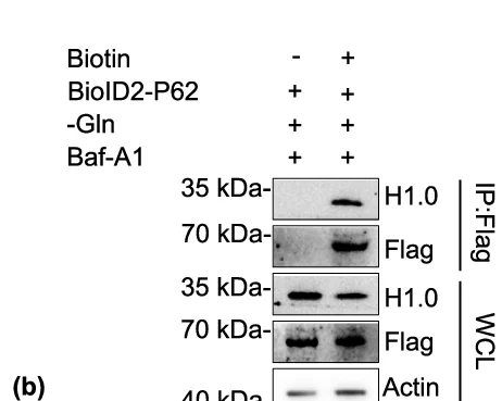 Open access visualization of Gel, HepG2 Proteome, Glutamine Starvation, IFRD1 Knockout, Differentially Expressed Genes