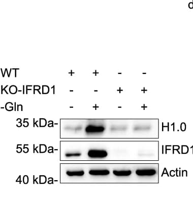 Open access visualization of Gel, Immunoblots, H1.0, WT, KO-IFRD1