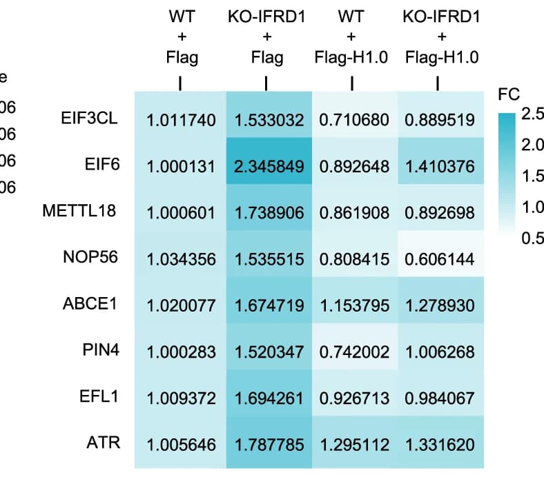 Open access visualization of Heatmap, RT-qPCR, Ribosome Biogenesis, WT Cells, KO-IFRD1 PLC/PRF/5 Cells