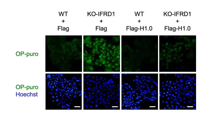 Open access visualization of Microscopy, Immunostaining, Nascent Protein, Puromycin, WT Cells