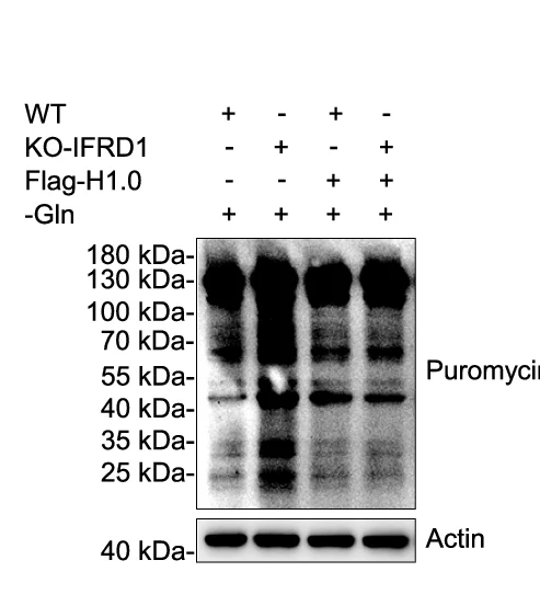 Open access visualization of Gel, Protein Synthesis, Puromycin Pulse-Chase, WT Cells, KO-IFRD1 PLC/PRF/5 Cells