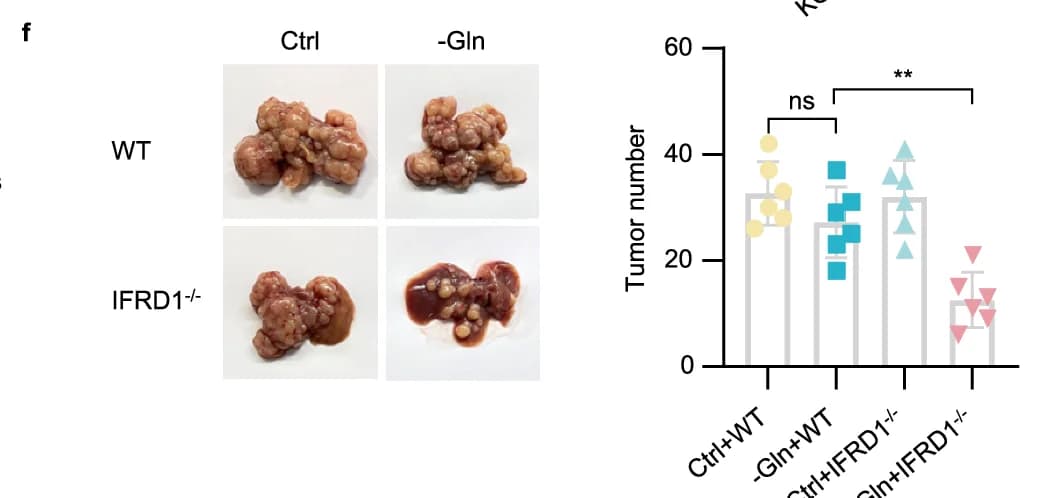 Open access visualization of Bar Plot, Photo, RT-qPCR, Ribosome Biogenesis, Tumors
