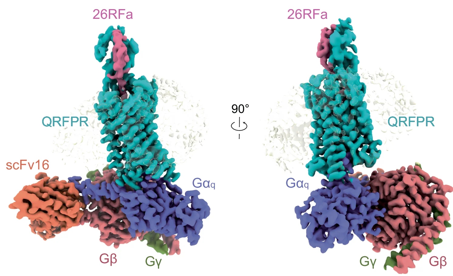 Open access visualization of Protein Structure, Density Map, Orthogonal Views, Complex